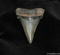 Killer Angustiden Tooth - Pre Megalodon #154-1